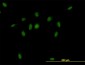 CSE1L Antibody (monoclonal) (M03)